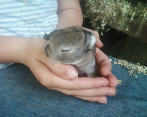 baby rabbit opening its eyes