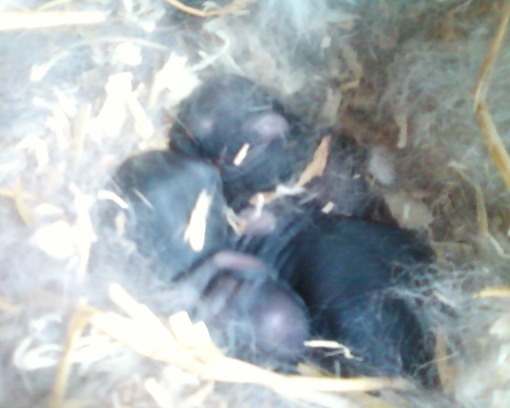 rabbit babies in nest