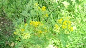 Ragwort flowers