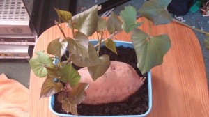 Growing sweet potato slips